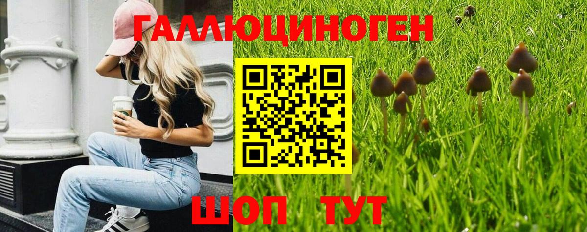 Псилоцибиновые грибы Cubensis  Вход с VPN  Псилоцибиновые грибы GOLDEN TEACHER  Приморско-Ахтарск 